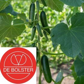 Organic Cucumber Snack Seeds 'Kaikura F1'