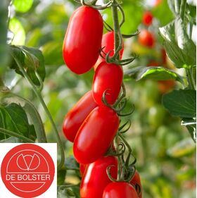 Biologische Tomaten Zaden 'Midi San Marzano'